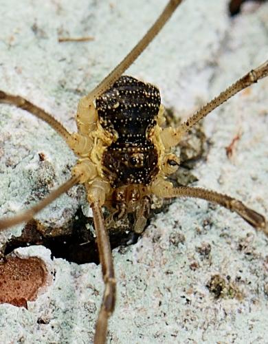 Réf. 269 080 : Mitopus morio